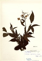 藏品(狹瓣八仙花)的圖片